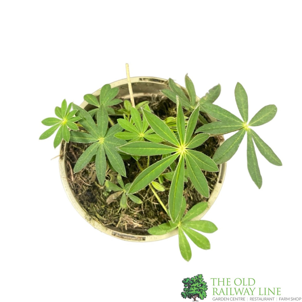 Lupinus albus 'Red' Lupin Plant 1Ltr Pot