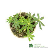 Lupinus albus 'Red' Lupin Plant 1Ltr Pot