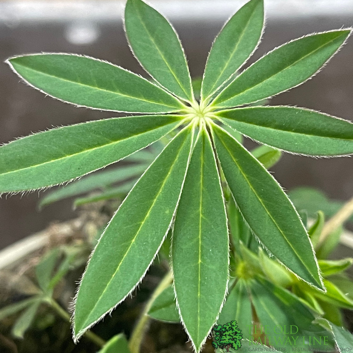 Lupinus albus 'Red' Lupin Plant 1Ltr Pot