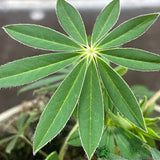 Lupinus albus 'Red' Lupin Plant 1Ltr Pot