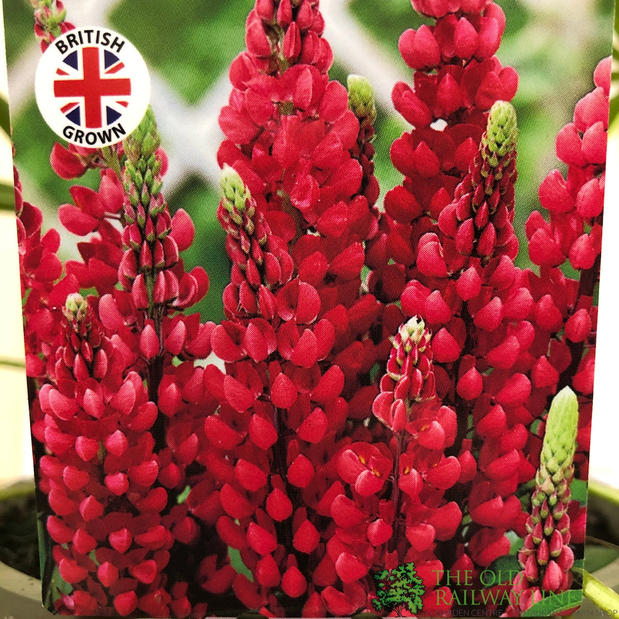 Lupinus albus 'Red' Lupin Plant 1Ltr Pot