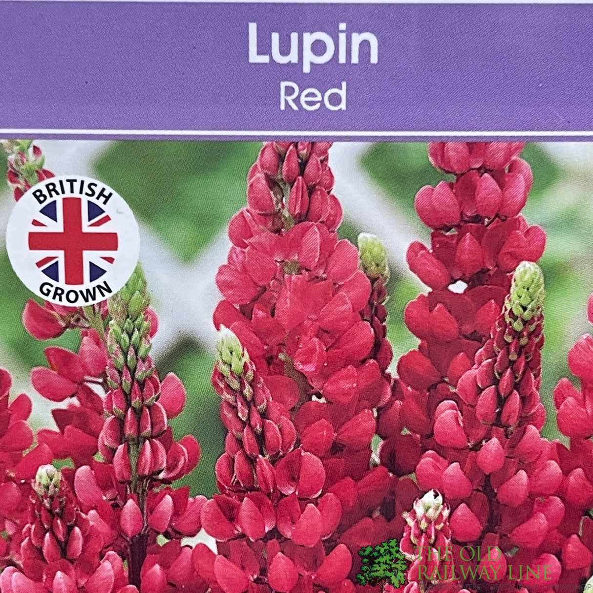 Lupinus albus 'Red' Lupin Plant 1Ltr Pot