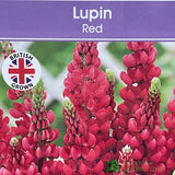 Lupinus albus 'Red' Lupin Plant 1Ltr Pot