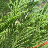 Cupressus leylandii Conifer Hedging Plant 1.25m Tall (IT)