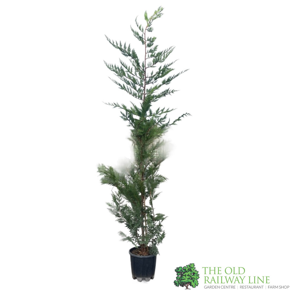 Cupressus leylandii Conifer Hedging Plant 1.25m Tall (IT)