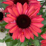 Echinacea 'Sunseekers Red' Plant 3Ltr Pot