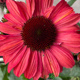 Echinacea 'Sunseekers Red' Plant 3Ltr Pot