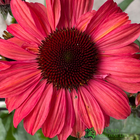 Echinacea 'Sunseekers Red' Plant 3Ltr Pot