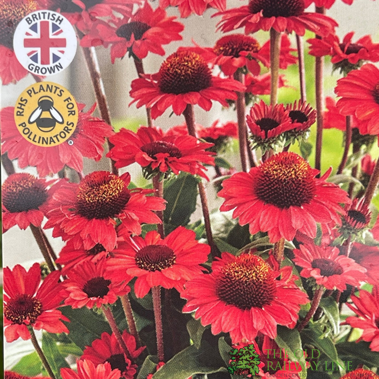 Echinacea 'Sunseekers Red' Plant 3Ltr Pot