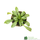 Leucanthemum x superbum 'Broadway Lights' Shasta daisy Plant 1Ltr Pot