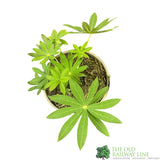 Lupinus albus 'White' Lupin Plant 1Ltr Pot