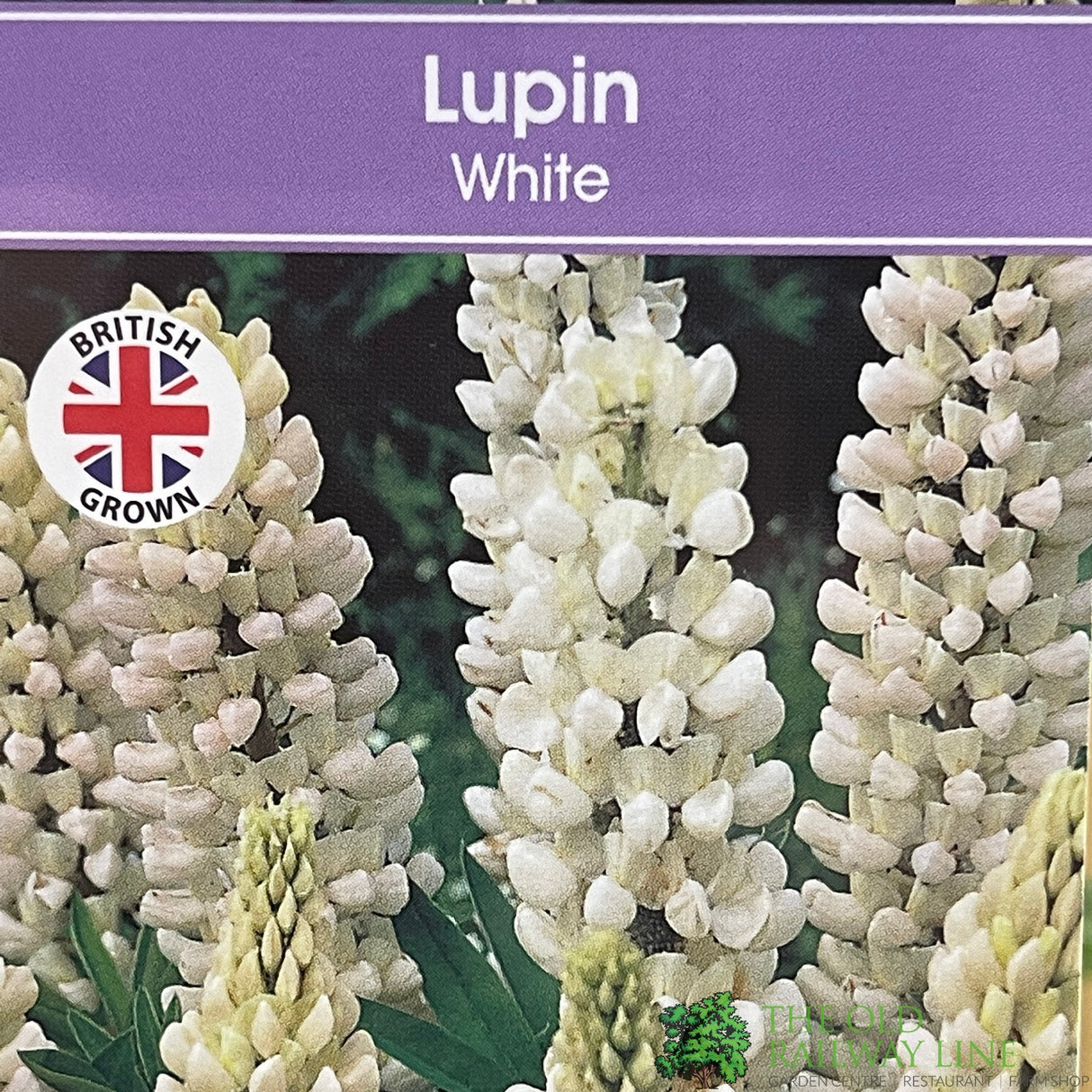 Lupinus albus 'White' Lupin Plant 1Ltr Pot