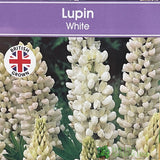 Lupinus albus 'White' Lupin Plant 1Ltr Pot