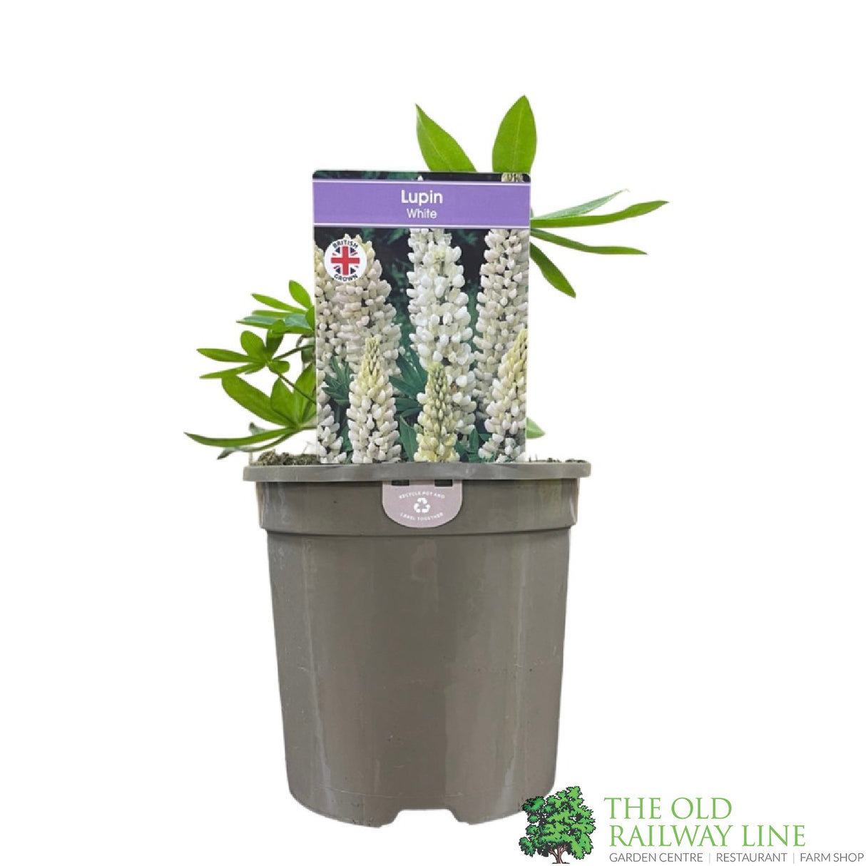 Lupinus albus 'White' Lupin Plant 1Ltr Pot