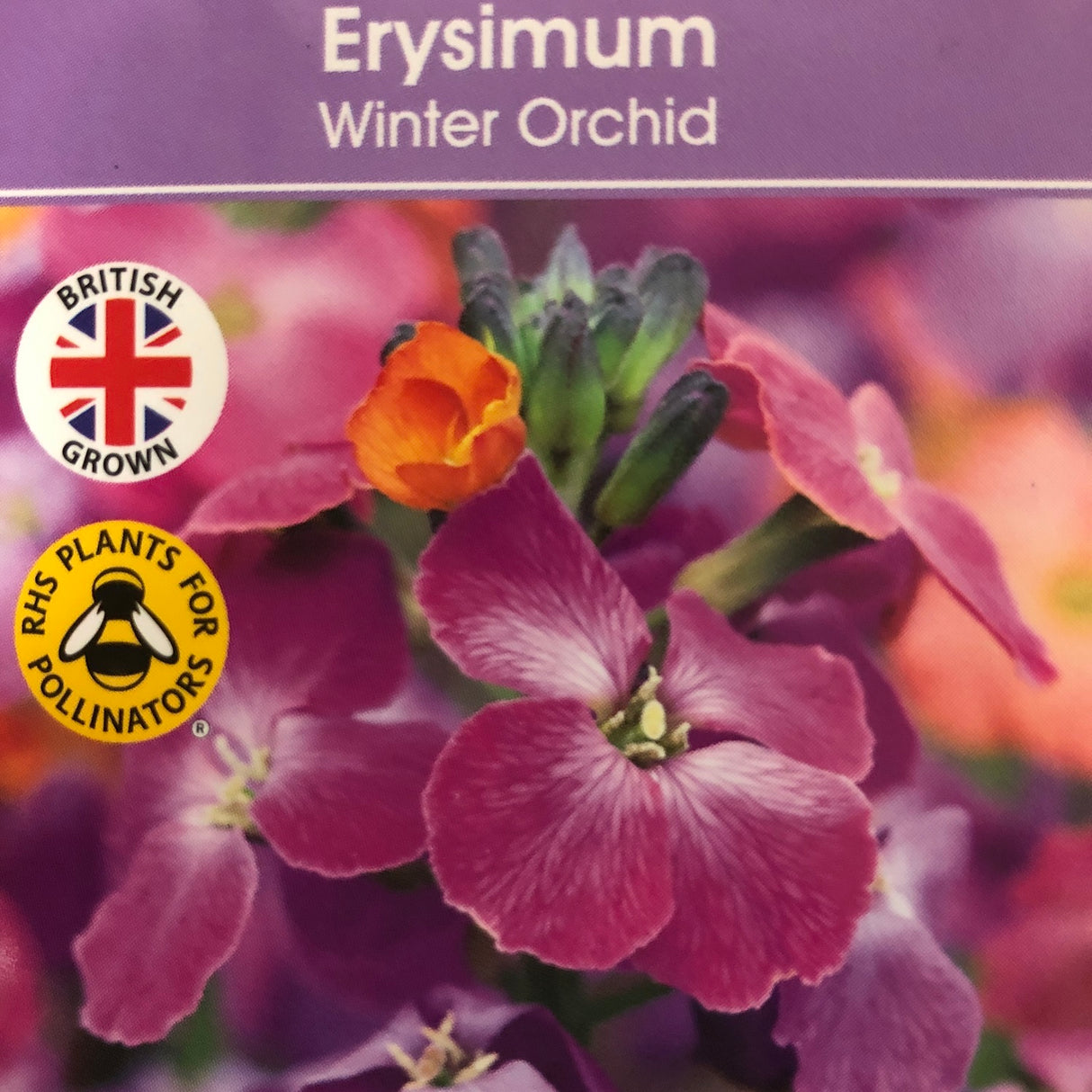 Erysimum 'Winter Orchid' Wallflower - 1Ltr Pot