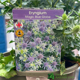 Eryngium planum 'Magical Blue Globe' Plant - 3Ltr Pot