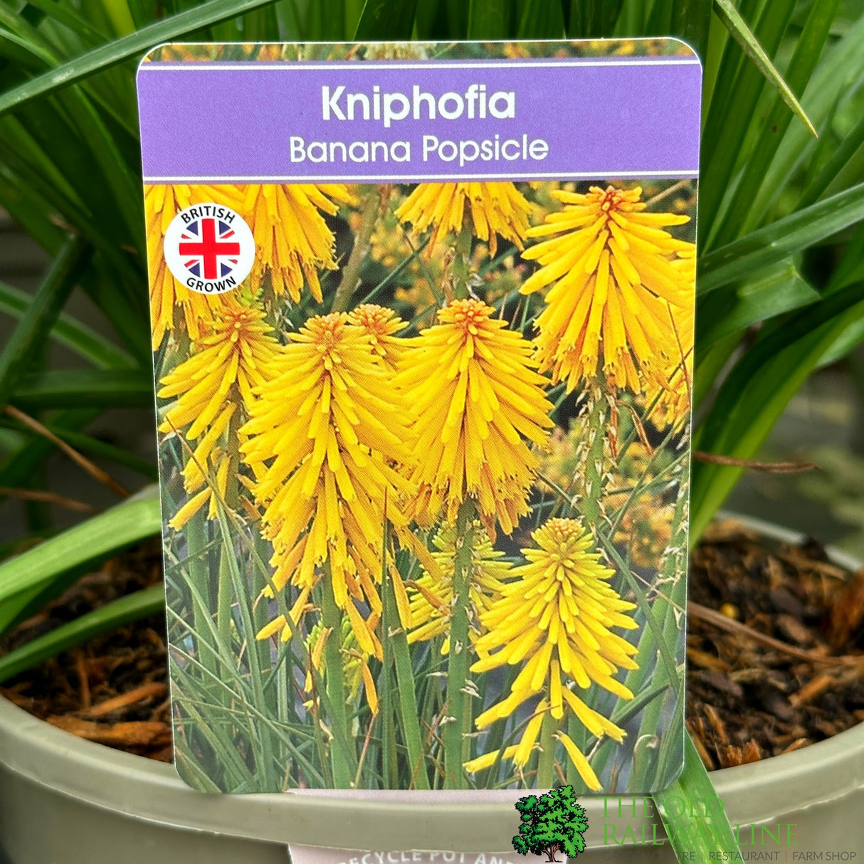 Kniphofia 'Banana Popsicle' Red Hot Poker Plant - 3Ltr Pot