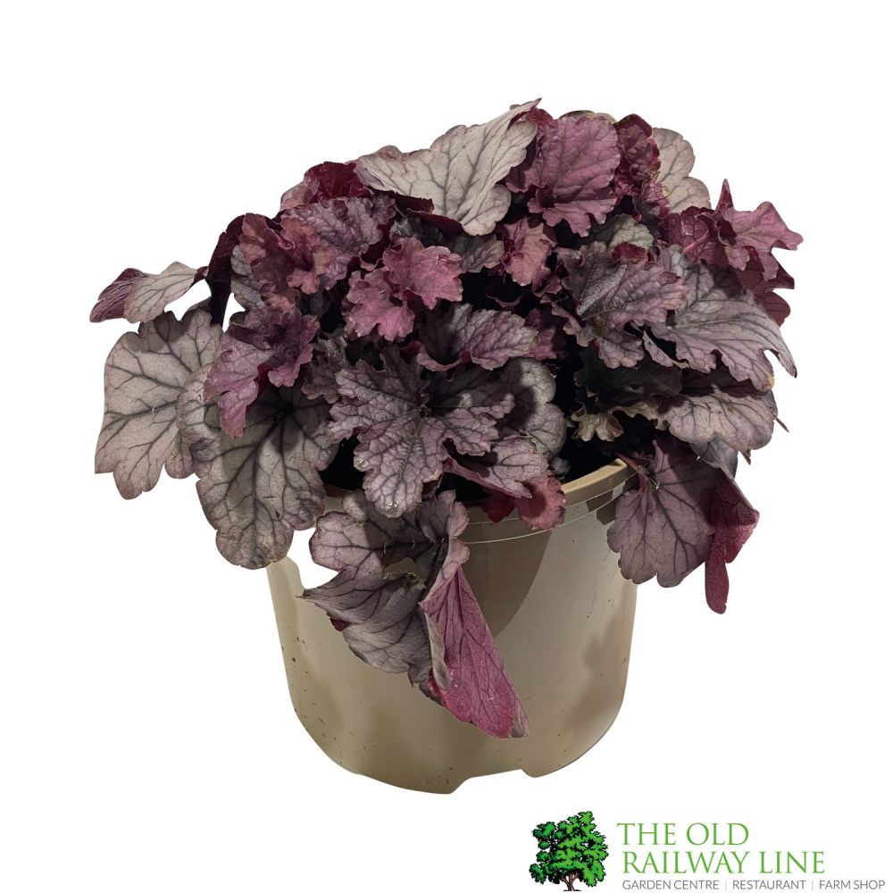 Heuchera 'Huckleberry' 2Ltr Pot