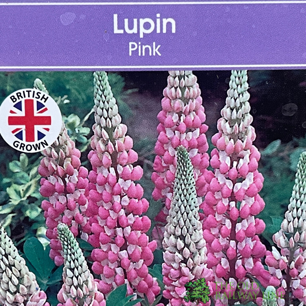Lupinus albus 'Pink' Lupin Plant 1Ltr Pot