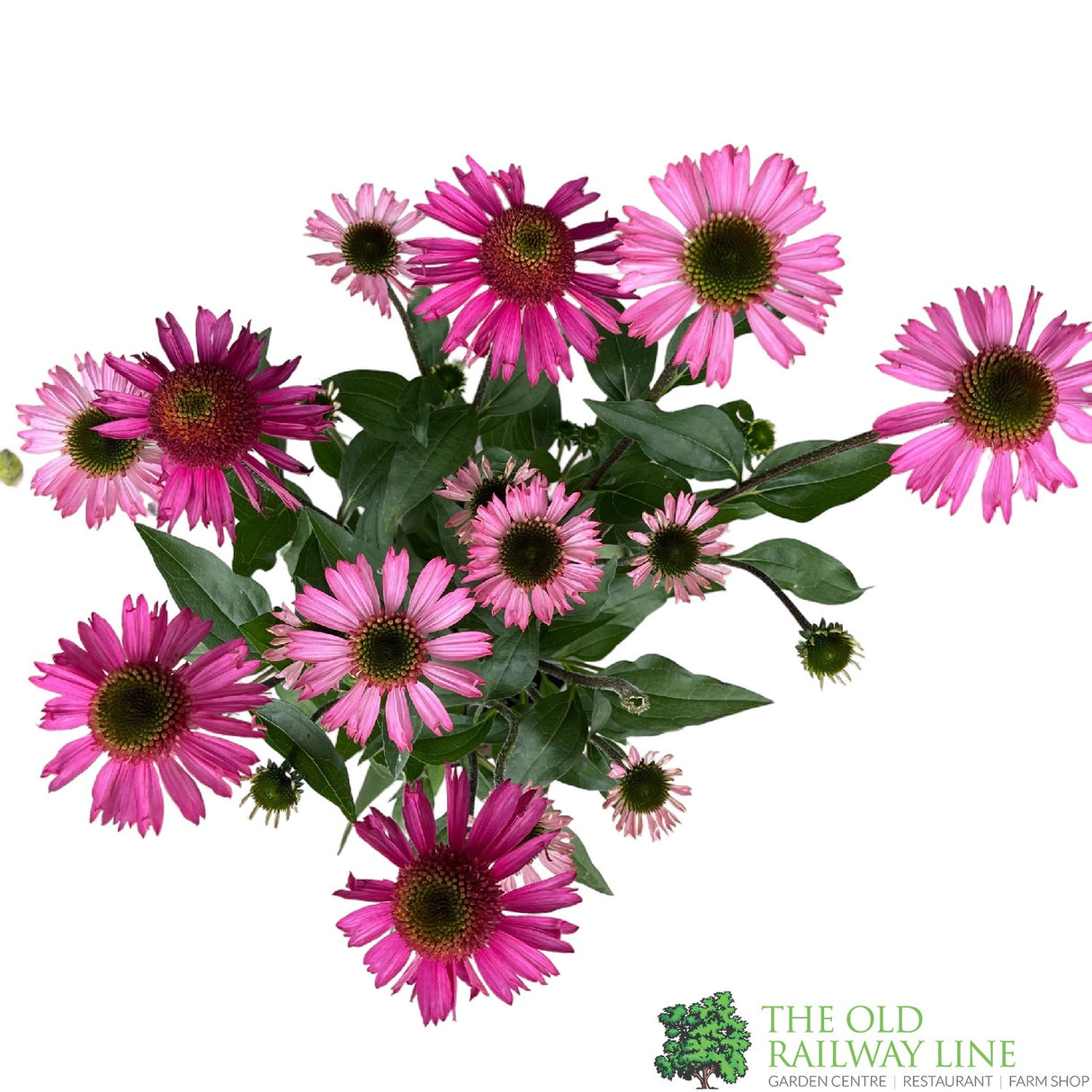 Echinacea 'Delicious Candy' Pink Coneflower Plant - 3Ltr Pot