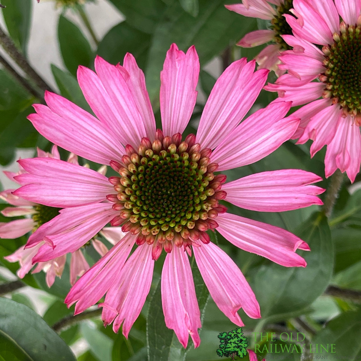 Echinacea 'Delicious Candy' Pink Coneflower Plant - 3Ltr Pot