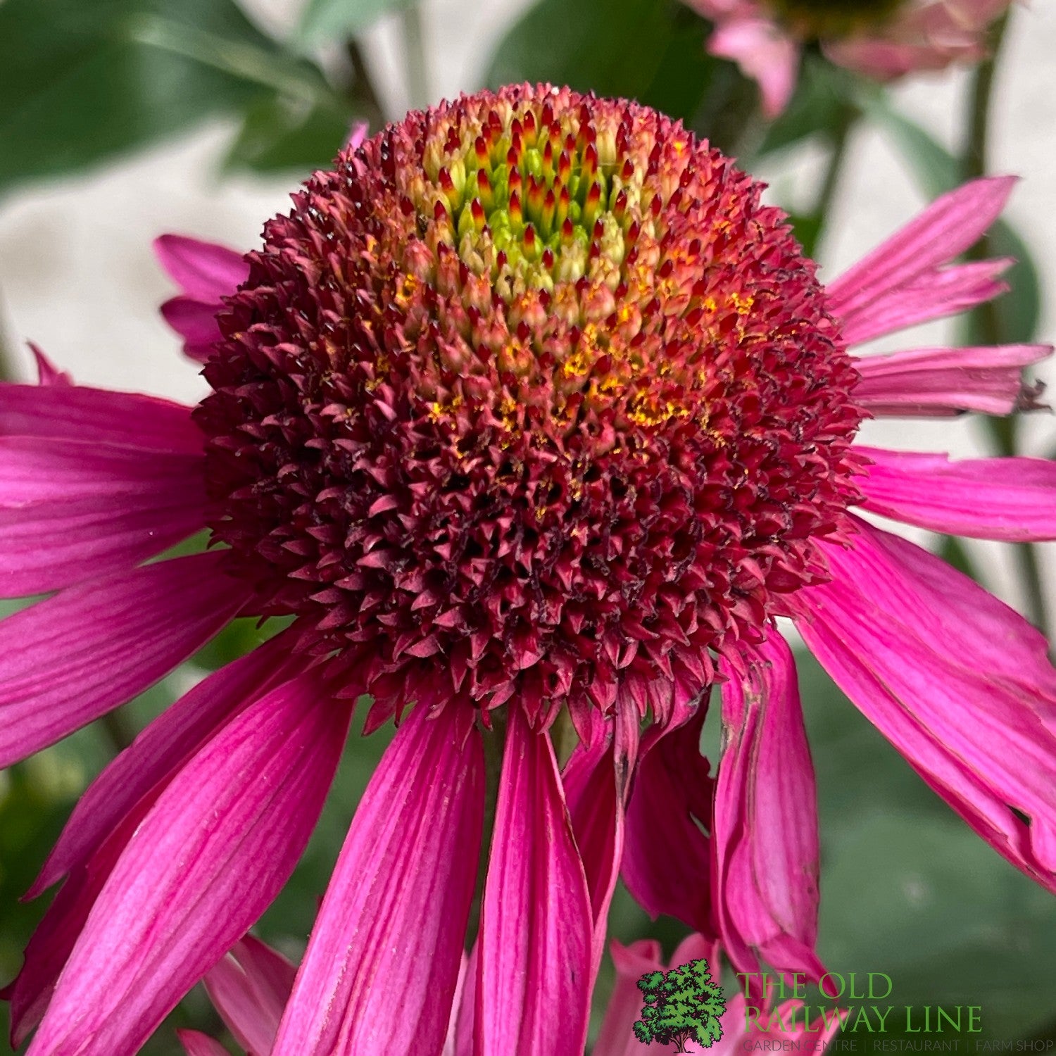 Echinacea Delicious Candy Pink Coneflower Plant 3Ltr Pot Old echinacea-delicious-candy-pink-coneflower-plant-3ltr-pot-old