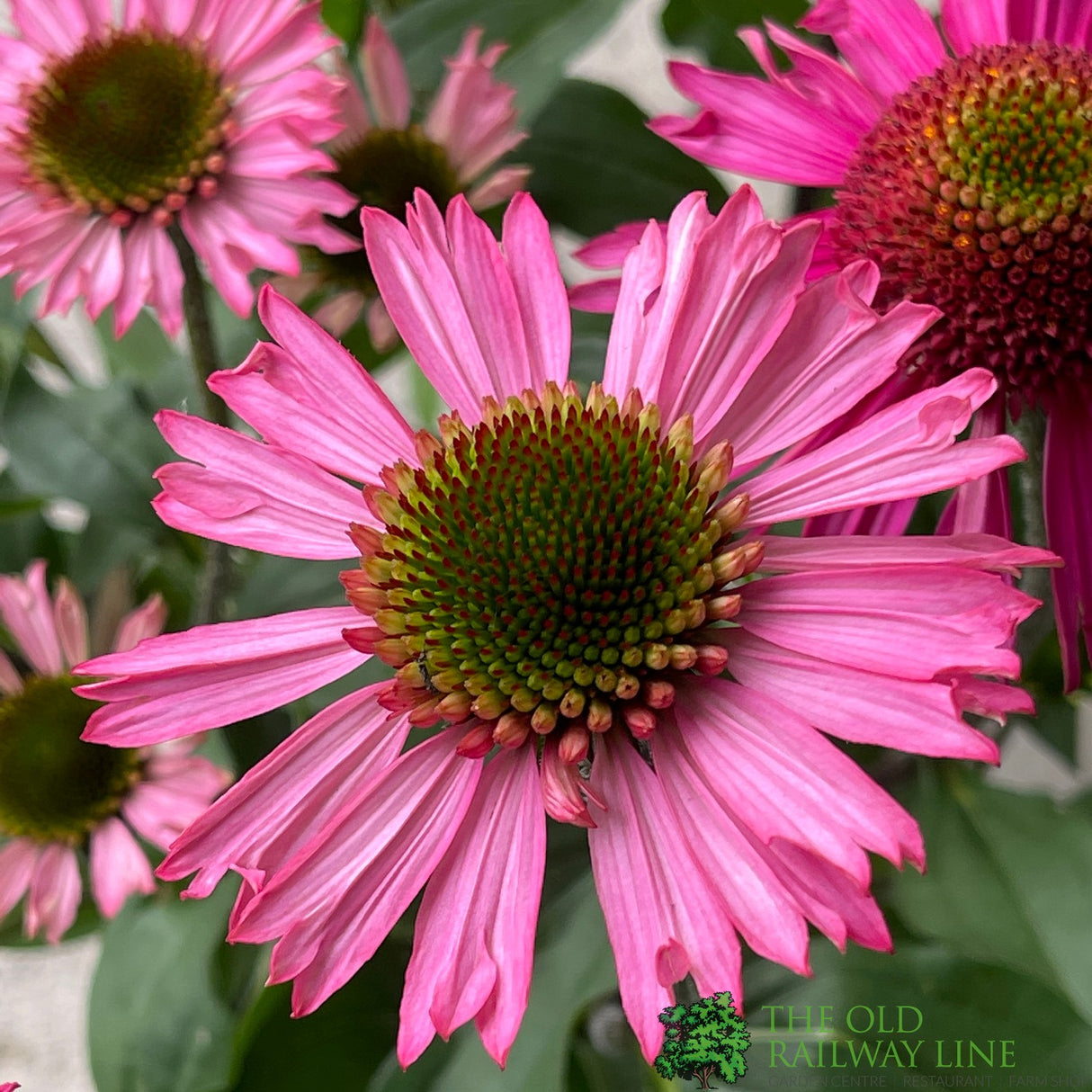 Echinacea 'Delicious Candy' Pink Coneflower Plant - 3Ltr Pot