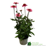 Echinacea 'Delicious Candy' Pink Coneflower Plant - 3Ltr Pot