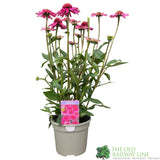 Echinacea 'Delicious Candy' Pink Coneflower Plant - 3Ltr Pot