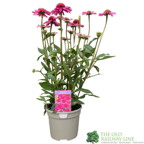 Echinacea 'Delicious Candy' Pink Coneflower Plant - 3Ltr Pot