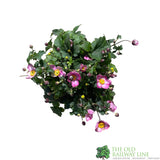 Anemone x hybrida 'Fantasy Jasmine' Plant 3Lt rPot