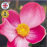 Anemone x hybrida 'Fantasy Jasmine' Plant 3Lt rPot