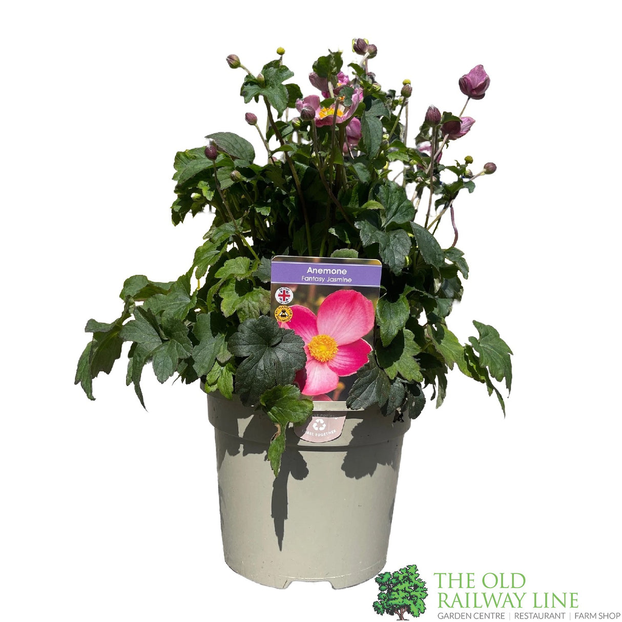 Anemone x hybrida 'Fantasy Jasmine' Plant 3Lt rPot