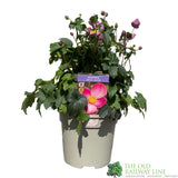 Anemone x hybrida 'Fantasy Jasmine' Plant 3Lt rPot