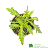 Poppy 'Brilliant' Papaver Orientale 1 Ltr Pot