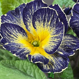 Primula vulgaris 'Starflame Antique Shades' English Primrose Plant 10.5cm Pot