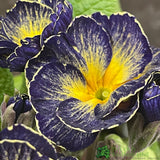 Primula vulgaris 'Starflame Antique Shades' English Primrose Plant 10.5cm Pot