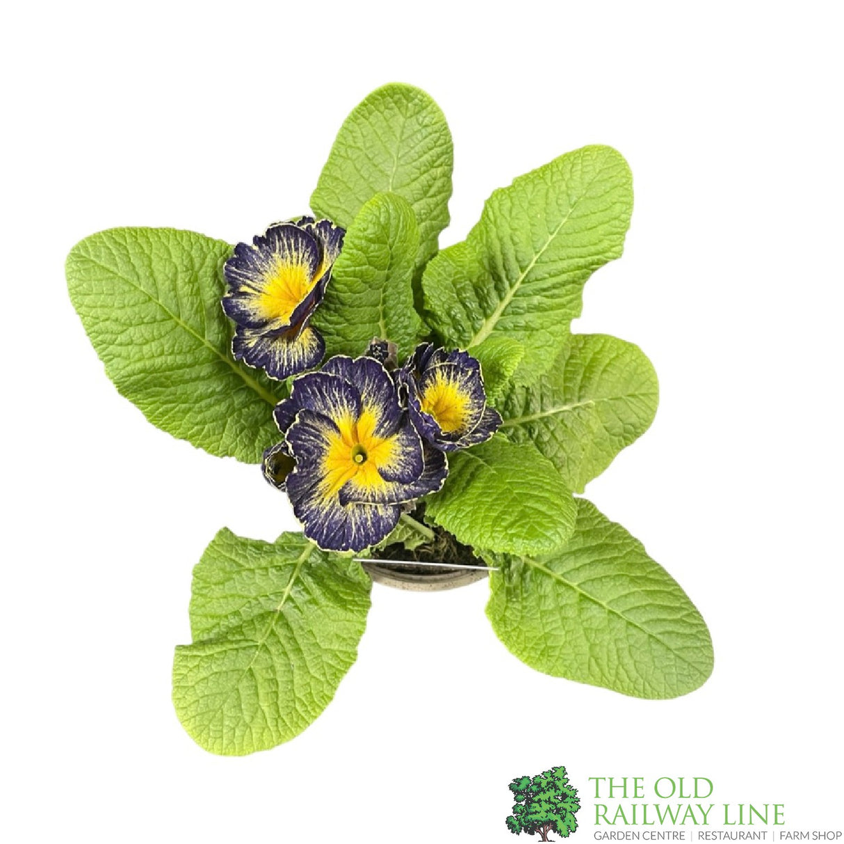 Primula vulgaris 'Starflame Antique Shades' English Primrose Plant 10.5cm Pot