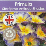 Primula vulgaris 'Starflame Antique Shades' English Primrose Plant 10.5cm Pot