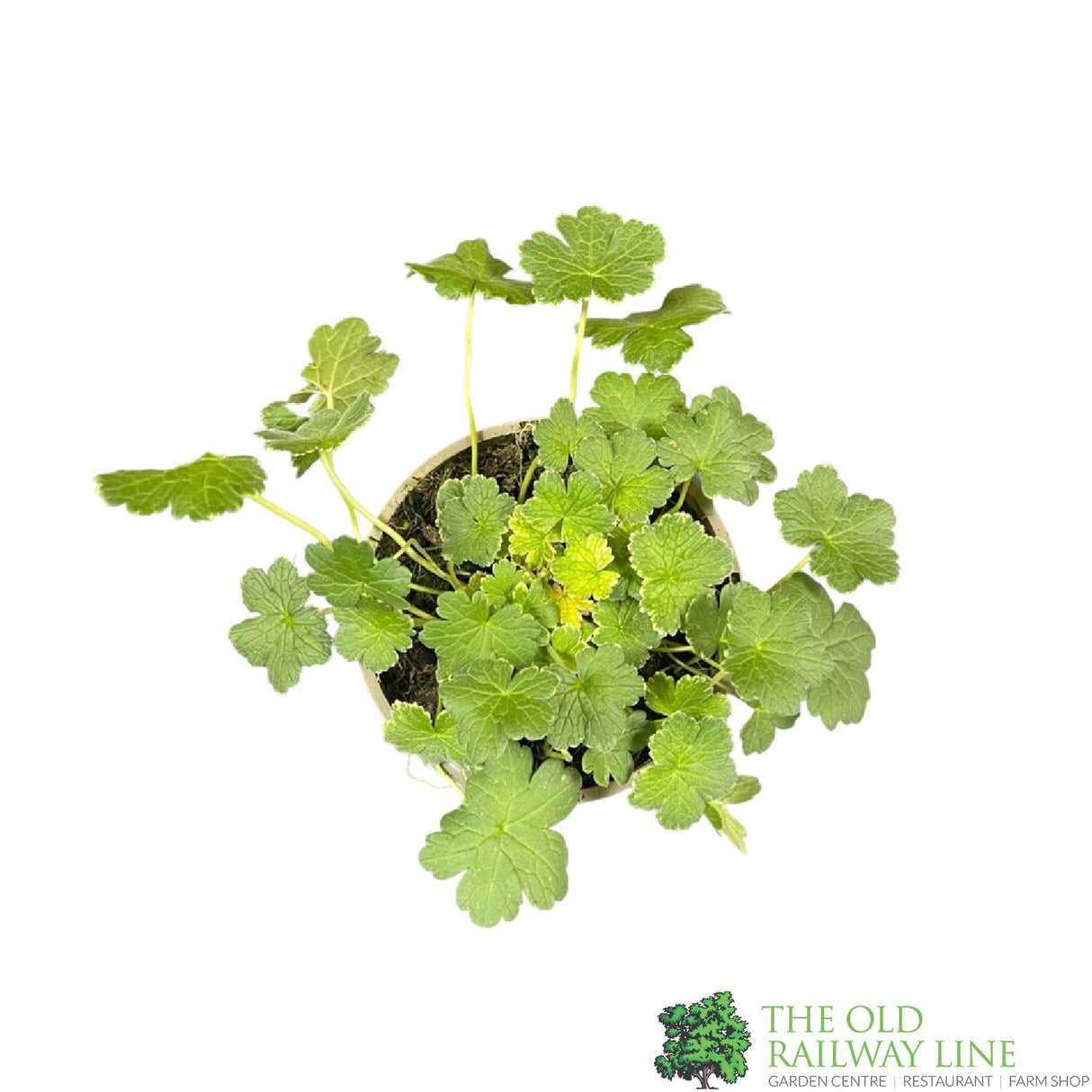 Geranium Dreamland 'Bremdream' Plant 1Ltr Pot