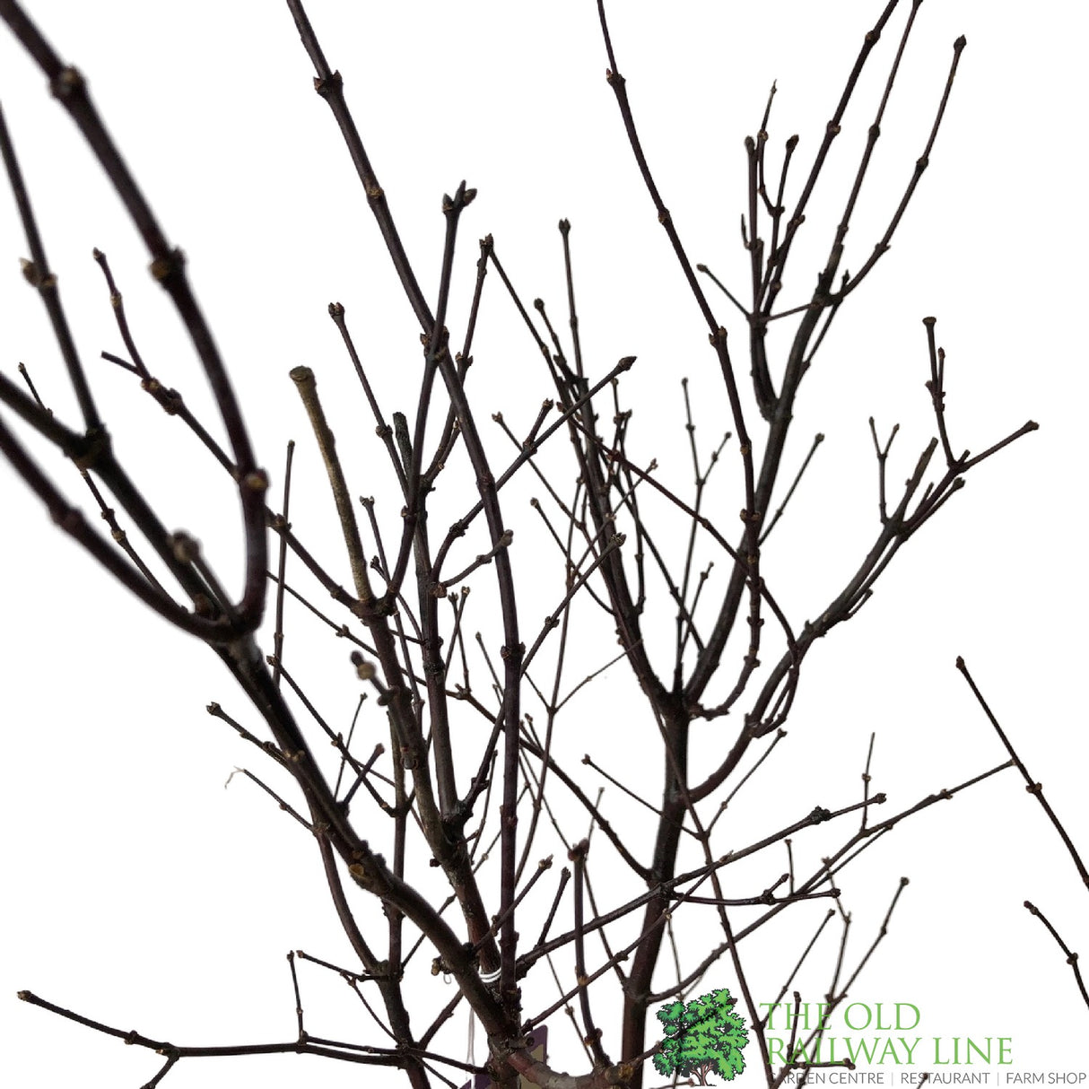 Acer palmatum 'Bloodwood' Japanese Maple Tree - 1.5m Tall