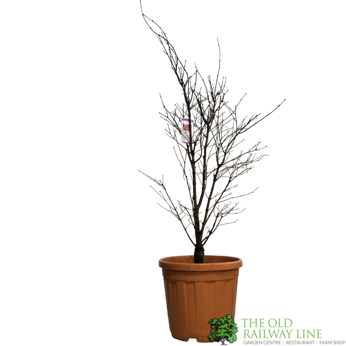 Acer palmatum 'Bloodwood' Japanese Maple Tree - 1.5m Tall