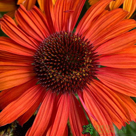 Echinacea 'Mooodz Devotion' Plant 3Ltr Pot