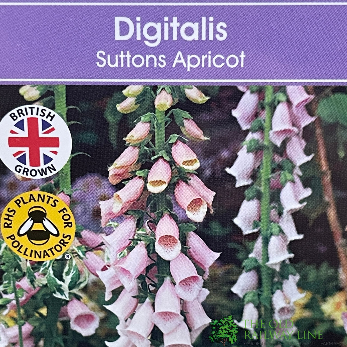 Digitalis purpurea 'Sutton's Apricot' Foxglove Plant 1Ltr Pot
