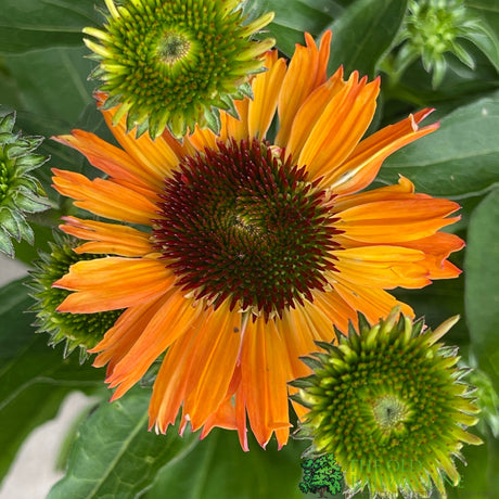 Echinacea 'Carrot Cake' Plant 3Ltr Pot