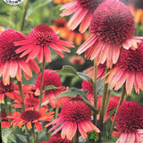 Echinacea 'Carrot Cake' Plant 3Ltr Pot