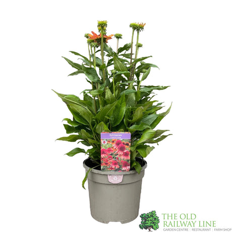 Echinacea 'Carrot Cake' plant in a gray pot with double orange flowers, foliage visible and a product tag indicating it's a railway line variety.