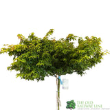 Acer palmatum 'Little Princess' Japanese Maple Tree Half-Standard - 15Ltr Pot