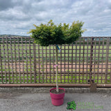 Acer palmatum 'Little Princess' Japanese Maple Tree Half-Standard - 15Ltr Pot