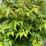 Acer palmatum 'Little Princess' Japanese Maple Tree Half-Standard - 15Ltr Pot